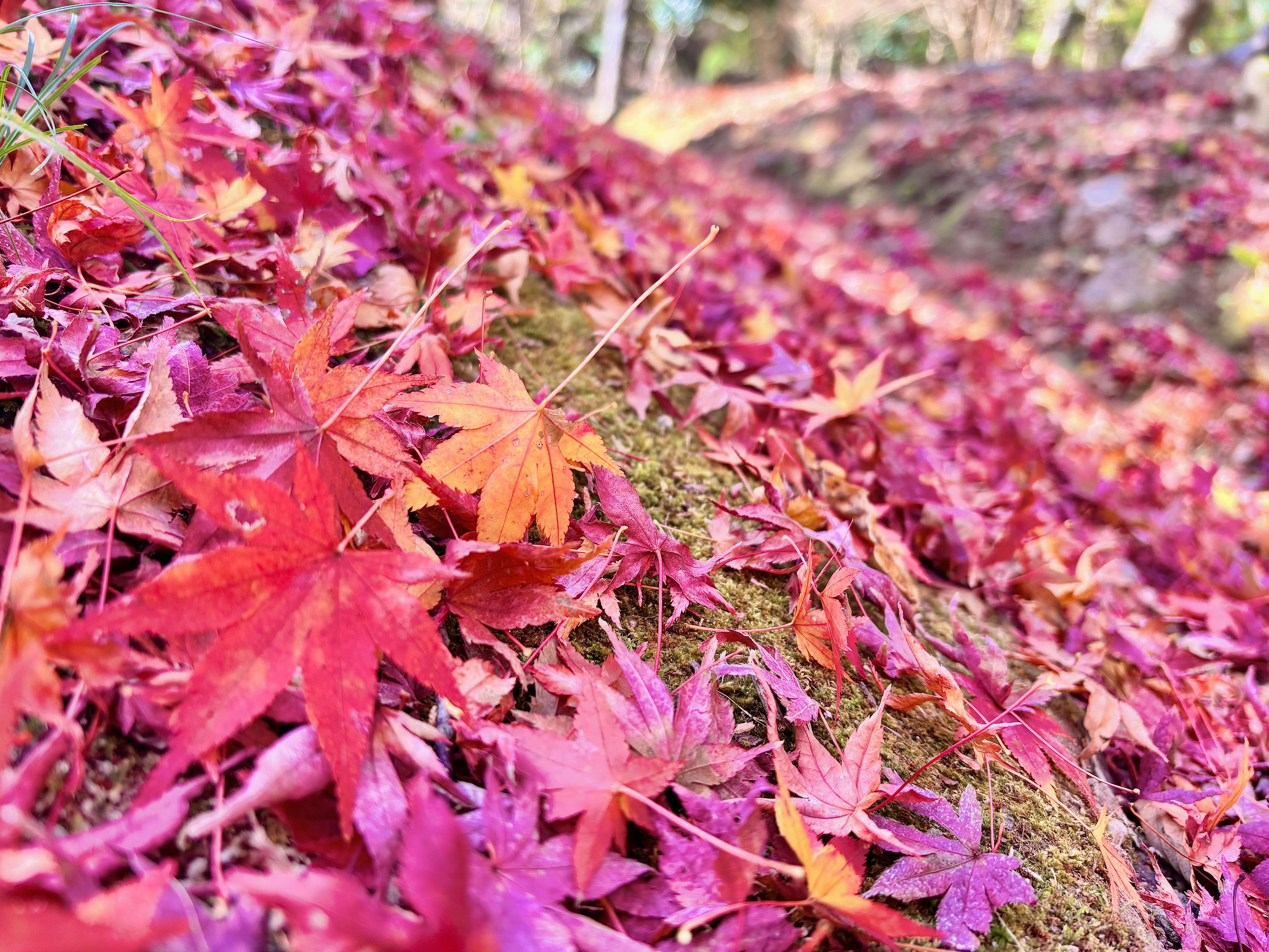11月☆ひがえり♪単発参加